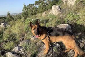 Veterinaria Los Cauquenes