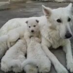 Veterinaria los Cencerros