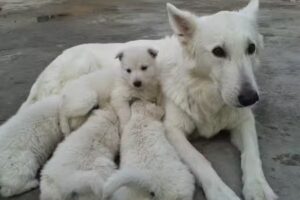 Veterinaria los Cencerros