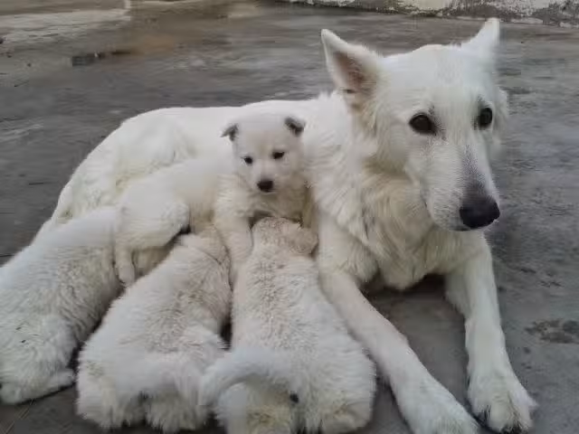 Veterinaria los Cencerros