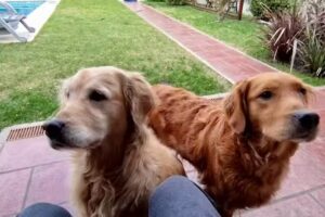 Veterinaria Los Olivos