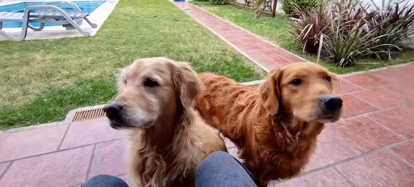 Veterinaria Los Olivos