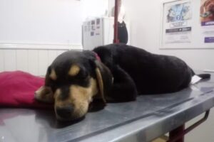 Veterinaria Los Para&iacute;sos