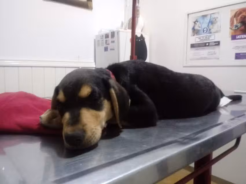 Veterinaria Los Para&iacute;sos