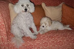 Veterinaria Luro Dra Monica Moron