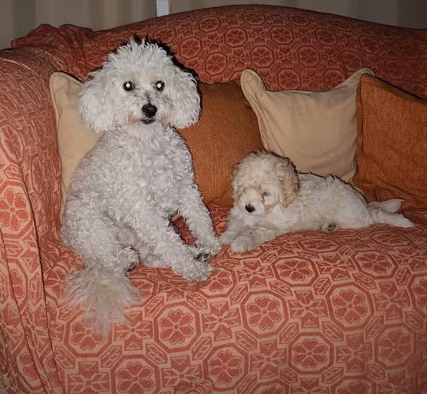 Veterinaria Luro Dra Monica Moron