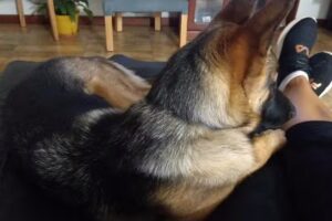 Veterinaria Machipin