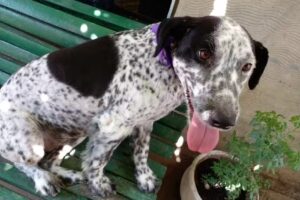 VETERINARIA MADAGASCAR