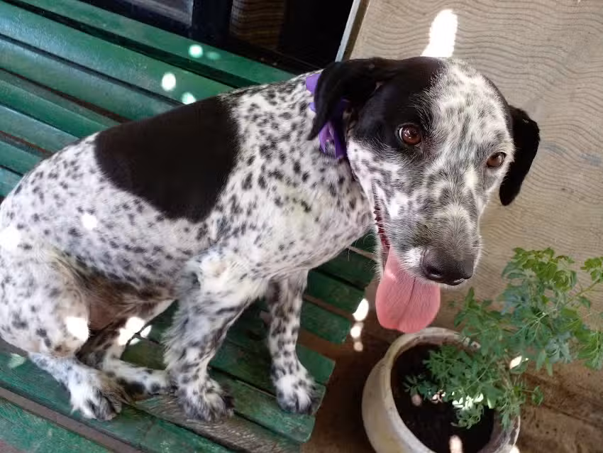 VETERINARIA MADAGASCAR