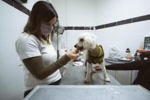 Veterinaria Madagascar