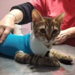 Veterinaria Malvinas