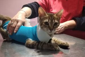 Veterinaria Malvinas