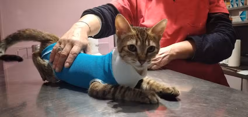 Veterinaria Malvinas