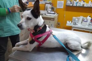 VETERINARIA MALVINAS ARGENTINAS