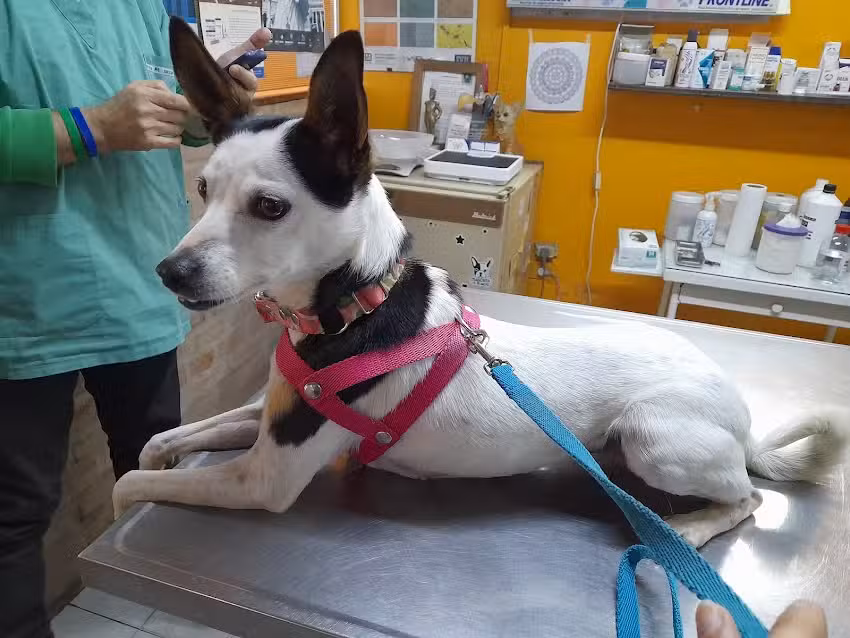 VETERINARIA MALVINAS ARGENTINAS