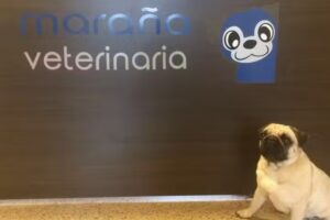 Veterinaria Maraña