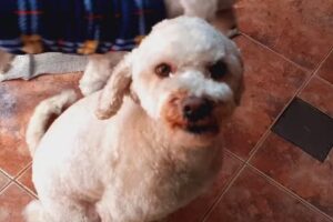 Veterinaria Mariano Torreiro