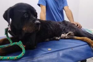 Veterinaria Mariano Trabadelo