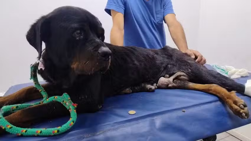 Veterinaria Mariano Trabadelo