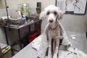 Veterinaria M&aacute;rquez