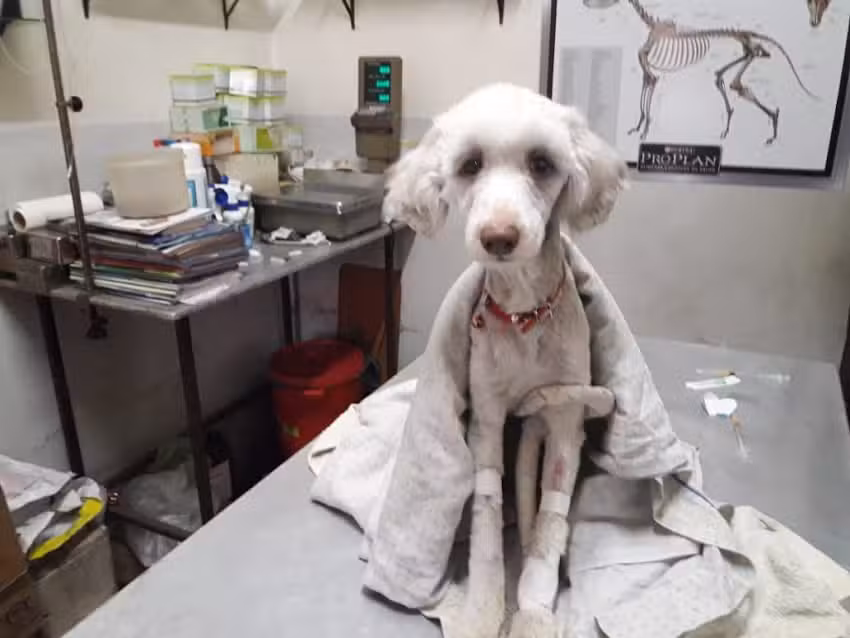 Veterinaria M&aacute;rquez