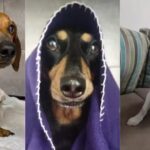 Veterinaria Medi-can