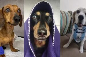 Veterinaria Medi-can