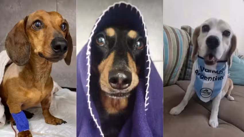 Veterinaria Medi-can