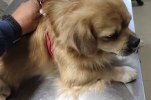 Veterinaria MedicalVet