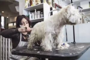 Veterinaria Mendecito&rsquo;s