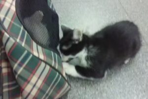 Veterinaria Mendieta ll