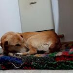 Veterinaria Mi Granja