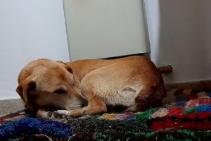 Veterinaria Mi Granja