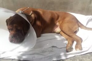 Veterinaria &ldquo;Mi Mascota II&rdquo;