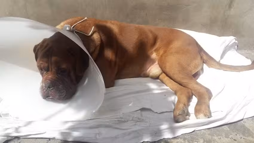 Veterinaria &ldquo;Mi Mascota II&rdquo;