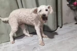 Veterinaria Mi Mundo