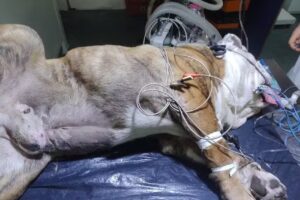 Veterinaria Michelin