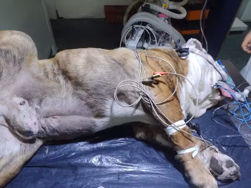 Veterinaria Michelin