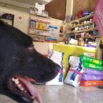 Veterinaria Mis Amigos