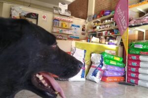 Veterinaria Mis Amigos