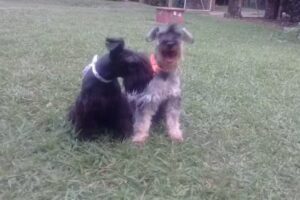 Veterinaria Mocorrea