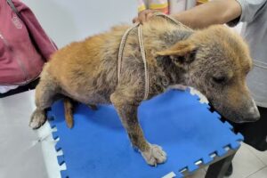 Veterinaria Mundo Animal Ugarteche