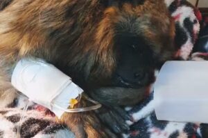 Veterinaria Mundo Bicho