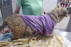 Veterinaria Mundovet