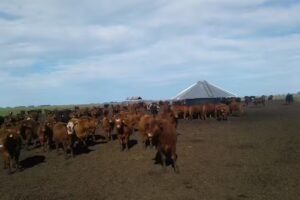 Veterinaria Nahuen SH