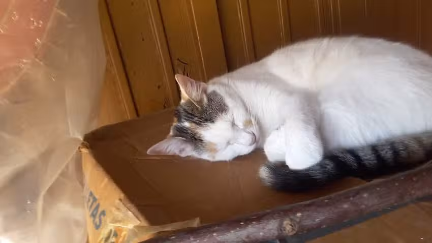 Veterinaria Nuestra Se&ntilde;ora Del Valle