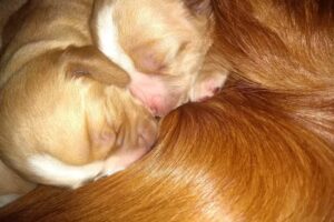 Veterinaria Nuestros Amigos