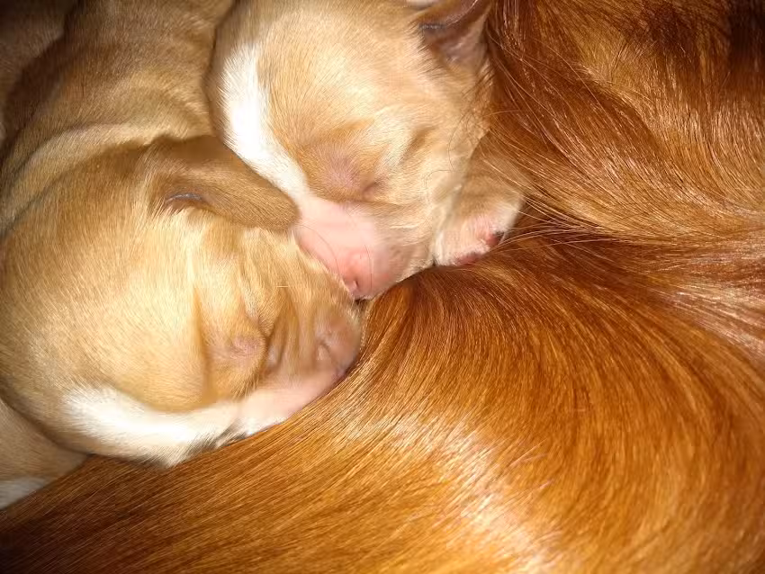 Veterinaria Nuestros Amigos
