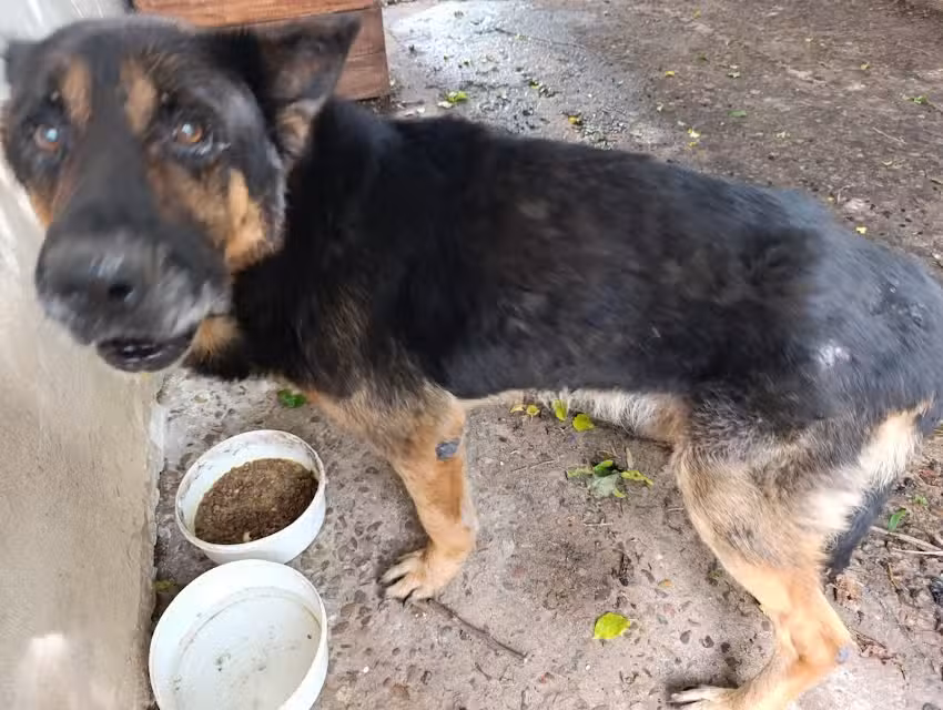 Veterinaria nueva vida