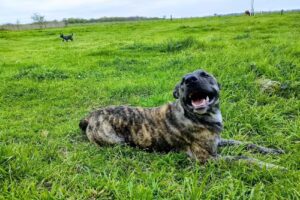 Veterinaria Nuevo Bagual